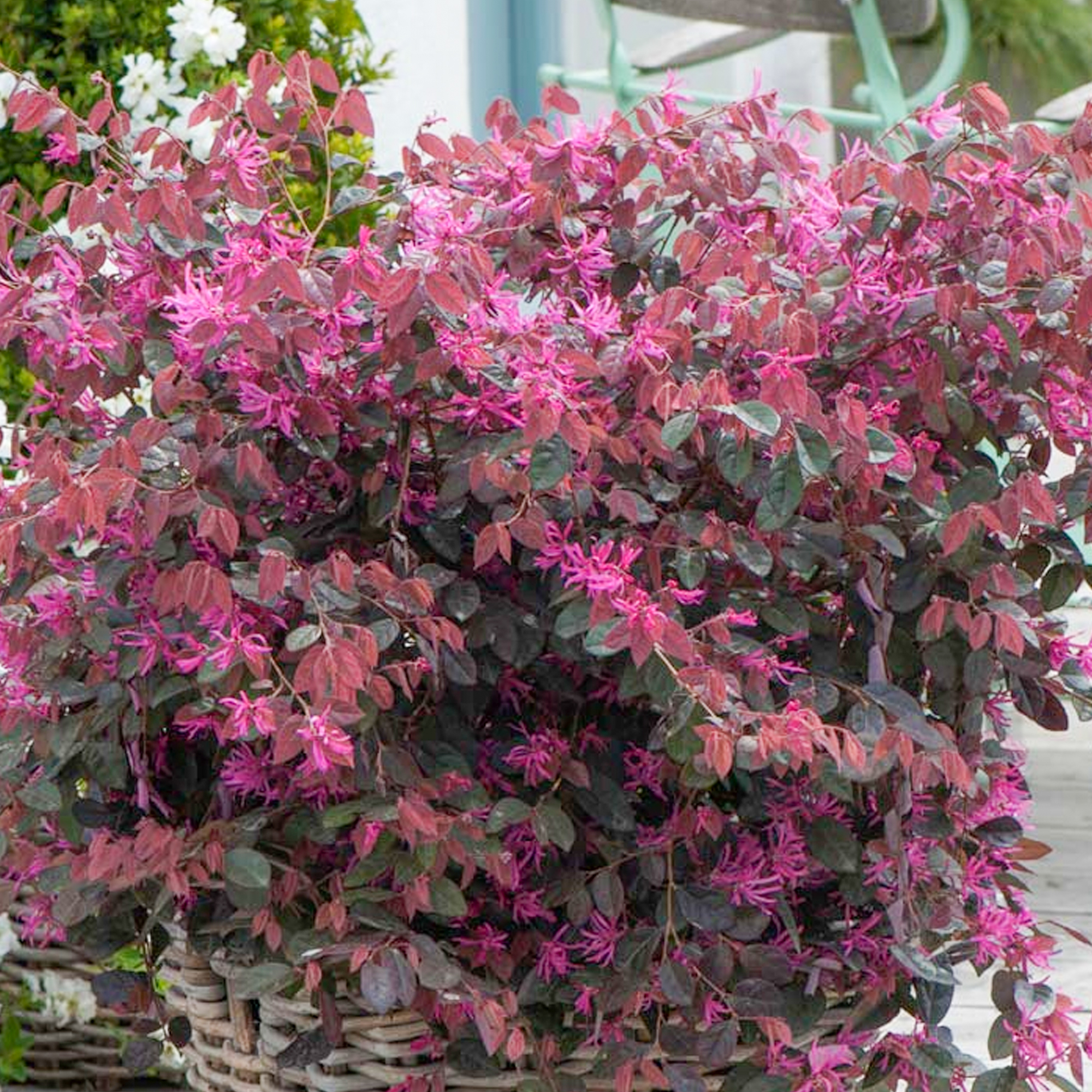 Loropetalum Fire Dance - Chinese Fringe Flower | Evergreen Potted